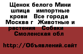 Щенок белого Мини шпица , импортные крови - Все города, Москва г. Животные и растения » Собаки   . Смоленская обл.